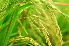糧食重金屬檢測(cè)儀多少錢一臺(tái)？